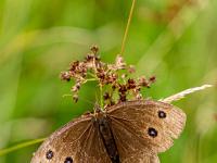 Blaukernauge auf trockener Blüte im Moor, Flügeloberseite